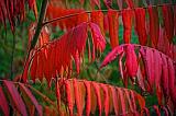 Autumn Sumac_23542